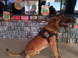 Com ajuda de cão, PF apreende 346 kg de cocaína; maior apreensão do ano no CE