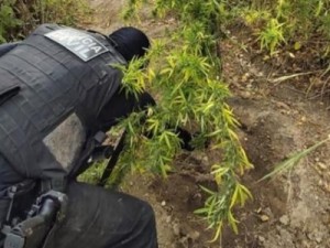 Operação policial destrói plantação de maconha e apreende muita droga em Caririaçu