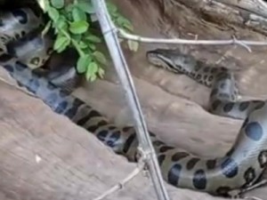 Sucuri gigante é flagrada por pescador tomando sol em árvore de MS