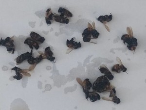 Abelhas atacam três pessoas e deixam animais mortos em casa de Leopoldo de Bulhões