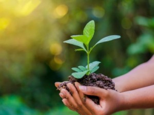 AMASBAR torna público requerimento de Licença Ambiental de duas agricultoras