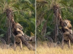 Fotógrafo brasileiro flagra cena insólita no Quênia: leão abraça árvore