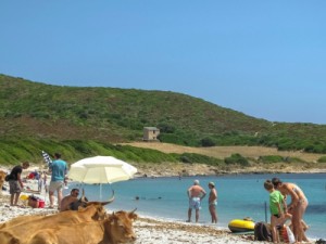 Córsega fecha praias após vacas selvagens atacarem turistas