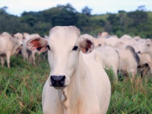 Suspeita de vaca louca em Minas afeta mercado da carne no país