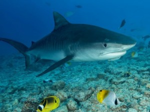Ambientalistas denunciam recompensa por caça a tubarões em Ubatuba, litoral de SP