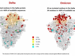 Primeira imagem da variante ômicron revela mais que o dobro de mutações que a delta