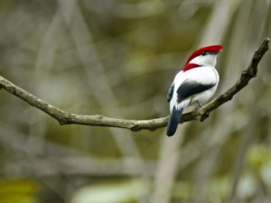 Ave-símbolo do Cariri, soldadinho-do-araripe completa 25 anos de descoberta