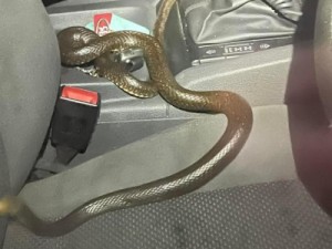 Homem viaja 110 quilômetros com cobra mortal no banco do carona