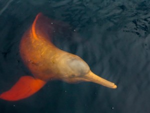 Pesquisa analisa sons emitidos por botos-vermelhos isolados há mais de 30 anos no Amazonas