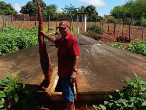 Mandioca gigante de 1,68m é colhida por agricultor em sítio no Ceará