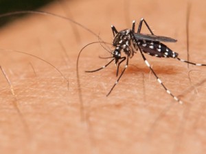 Covid-19, dengue e chikungunya lideram debates na Câmara Municipal de Barbalha