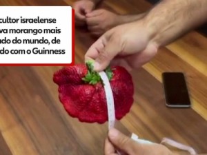 Morango gigante em Israel ganha recorde do Guinness como o mais pesado do mundo