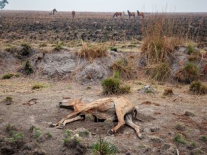 Incêndio florestal castiga vida selvagem na Argentina