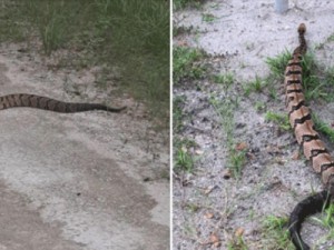 Cobra cascavel percorre 160 km em busca de parceira para acasalar