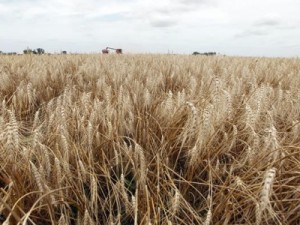 Trigo: Argentina pode abastecer Brasil a curto prazo, mas preço preocupa