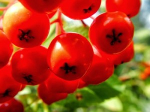 Saiba o que é sorva, fruta ingerida por crianças que ficaram 27 dias desaparecidas em floresta no AM