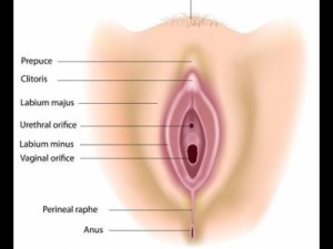 Vulva e vagina: entenda a diferença e a importância de cada parte da região íntima feminina