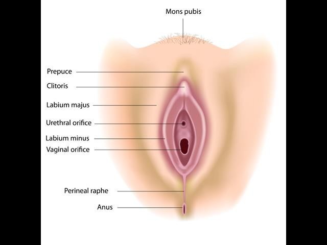 Vulva e vagina: entenda a diferença e a importância de cada parte da região  íntima feminina, Sexualidade