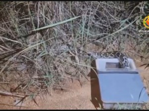 PMs confundem cobra píton com jiboia e soltam serpente exótica da Ásia em mata do DF
