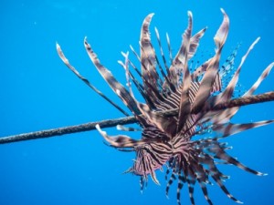 Pescador pisa em peixe-leão venenoso e sofre convulsões e paradas cardíacas no Ceará