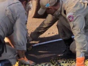 Sucuri de 4 metros é capturada pelos bombeiros após devorar cachorro dentro de empresa no Pantanal de MS