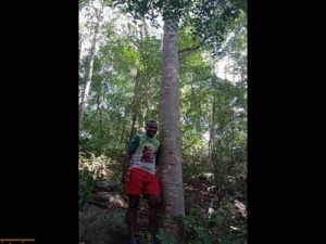 Carregadores escolhem angico para ser o pau da bandeira de Santo Antônio