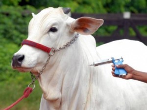 Ematerce de Barbalha registra baixo índice de declaração de vacinação do gado