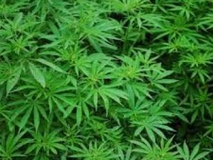 Polícia destrói plantio de maconha e homem tido como dono é preso no Cariri