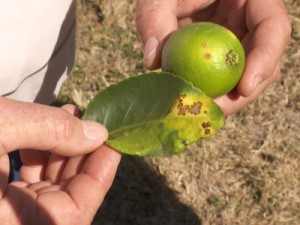 Bactéria leva Ministério da Agricultura a suspender exportação de limão para União Europeia