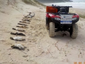 Em 40 dias, quase 300 pinguins são encontrados mortos em Florianópolis