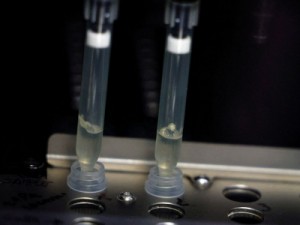 Governo divulga nota técnica com orientações sobre varíola dos macacos