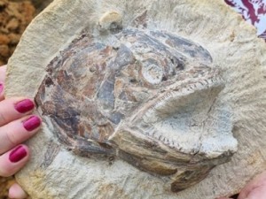 O raro fóssil de peixe em pose 'feroz' encontrado em pasto