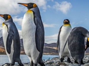 Quase 600 pinguins são encontrados mortos no Litoral de SC após passagem de ciclone extratropical