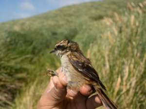 Cientistas encontram nova espécie de pássaro no extremo sul do Chile