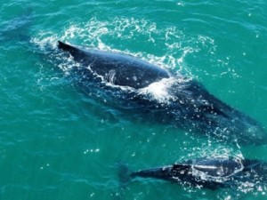 Baleia-jubarte e filhote são avistados no mar de Boa Viagem, no Recife