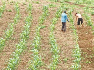 Programa Garantia Safra faz cadastramento de agricultores nesta semana em Barbalha