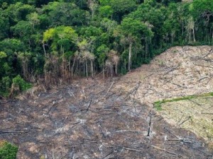 Área destruída da Amazônia no ano é 8 vezes maior que a cidade do Rio, pior marca em 15 anos