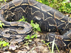 Grande cobra jiboia é capturada em Barbalha