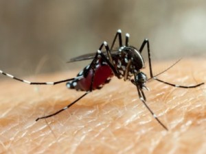 Piauí registrou 14 mortes por dengue em 2022, aponta Sesapi