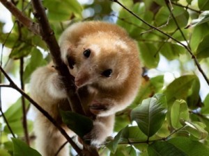 Tamanduaí: conheça a menor espécie de tamanduá do mundo, que pesa cerca de 300 gramas