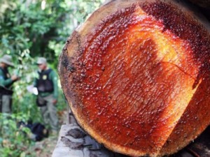 No fim do mandato, Bolsonaro libera exploração de madeira em terras indígenas, inclusive por não indígenas