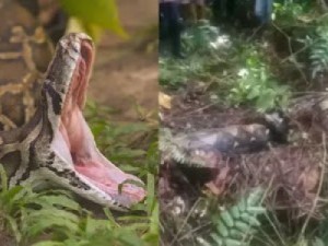 Mulher desaparecida é encontrada morta dentro de cobra de quase 7 metros