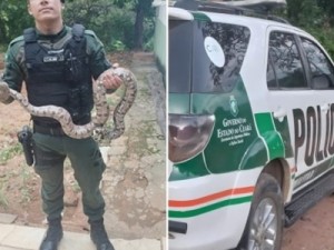 Polícia resgata cobra jiboia no interior de residência em Missão Velha