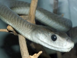 Aluna mordida por mamba-negra morre minutos após ataque em sala de aula