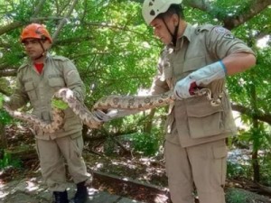 Cobra jiboia de dois metros é resgatada em Santana do Cariri