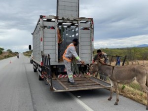 Detran-CE recolhe mais de 100 animais no período do carnaval nas rodovias estaduais