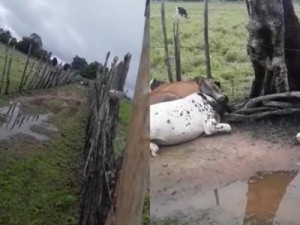 Raio mata 14 garrotes durante noite chuvosa em Mauriti, no Ceará