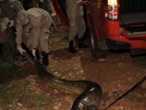 Sucuri com cerca de 6 metros mata cachorro em residencial em Várzea Grande (MT)