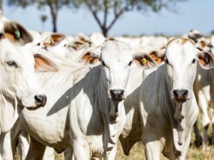 Rússia anuncia fim do embargo à carne bovina brasileira, diz Itamaraty