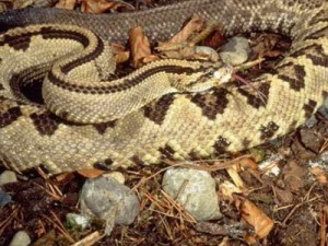 Cascavel: Cobra venenosa capturada na garagem da Prefeitura de Altaneira